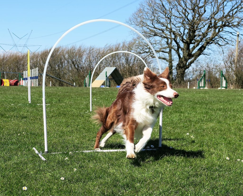 Hoopers i DcH