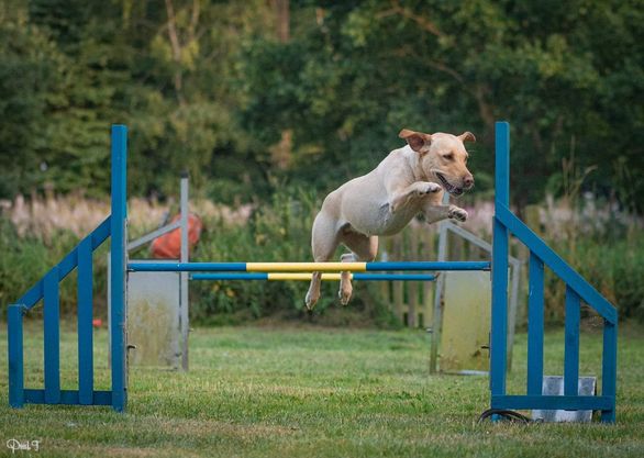Agility i DcH