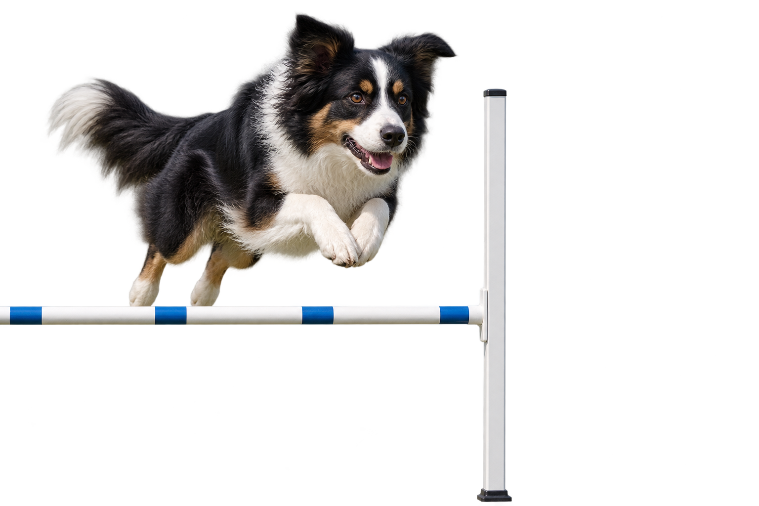 En venlig border collie springer over en lav blå og hvid agilitybom